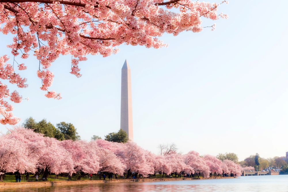 dc cherry blossoms
